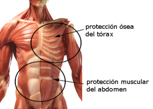 El tórax está protegido por huesos, pero el abdomen se protege tensando los músculos abdominales